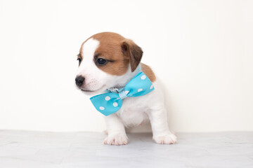 White puppy with a blue bow tie on a white background.Close-up cute little puppy of Jack Russell...