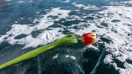 A bright red tulip on a long stem lies on a frozen lake. Some snow on blue ice, deep cracks. Close-up. Full frame. Baikal