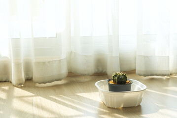 green cactus with beautiful thorns in a plant pot placed on a brown plank floor near the curtains in the bedroom The light of the morning sun hits it.