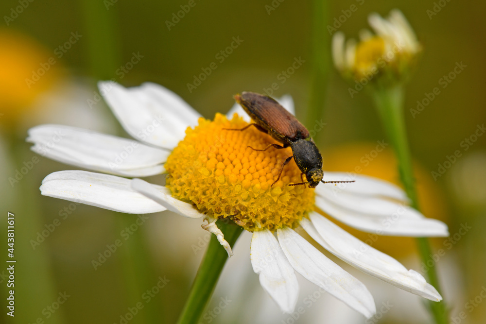 Poster Rotbauchiger Laubschnellkäfer // click beetle (Athous haemorrhoidalis) 