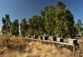 Old but working beehives near eucalyptus trees on a rural farm