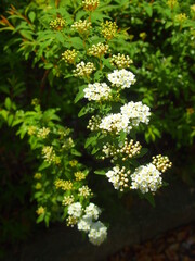 朝の公園に咲くコデマリの花