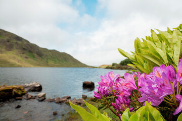 Wild purple color flowers on a bush grow in beautiful nature setting by a lake. Mountains and...