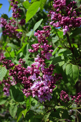 lilac flower close-up in the garden	
