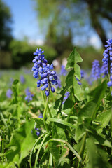 beautiful small blue spring flowers on the background of juicy green grass in the garden