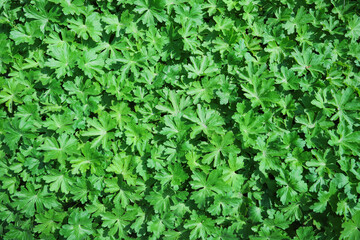 dense background of green leaves for the design