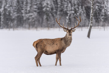 The red deer (Cervus elaphus) outdoor in winter