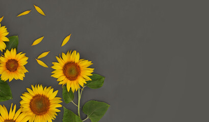 Border of yellow sunflowers on dark grey background with copy space as concept of healthy eating for advertising banner, label, poster, postcard, invitation, sticker, etc.