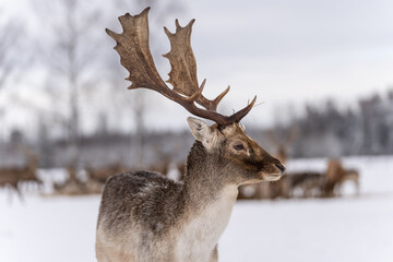 Naklejka na ściany i meble The red deer (Cervus elaphus) outdoor in winter.