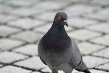 rock dove on the street