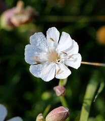 White Sea campion flower Silene uniflora with morning dew close up