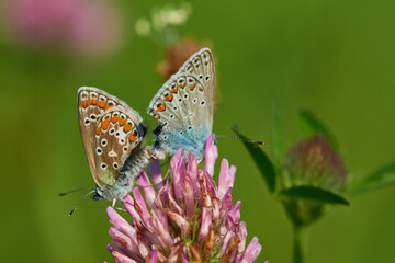 Polyommatus icarus - Hauhechel-Bläuling bei der Paarung	