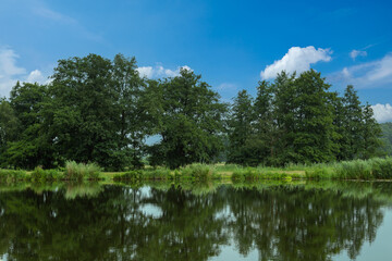 Fototapeta na wymiar Natur pur am Elbe-Lübeck-Kanal mit Spiegelung der Pflanzen im Wasser