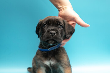 Brown puppy on a blue background. Little Cane Corso. Dog show. Pedigree dog. Brown Cane Corso puppy