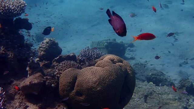 Exotic fish inhabiting coral reefs at the Red Sea, Sinai, Middle East
