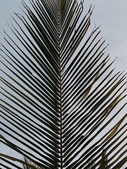 Summer exotic tropical palm tree leaf against blue sky. Summer travel background