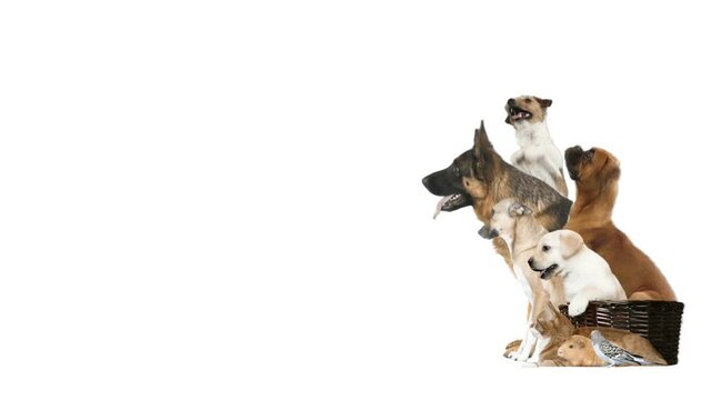 animals looks on a white background, side view