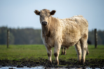 Angus and Murray Grey cows walking through water.