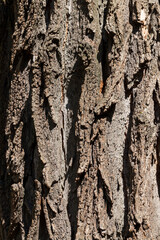 tree bark