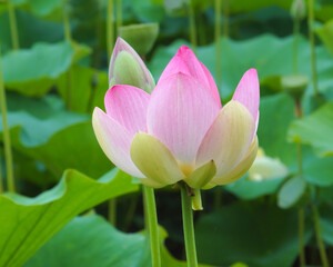 flower of lotus with petals