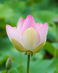 flower of lotus with petals