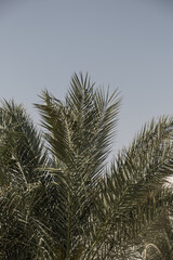 Summer tropical coconut palm tree leaves against blue sky. Neutral background. Summer and travel concept