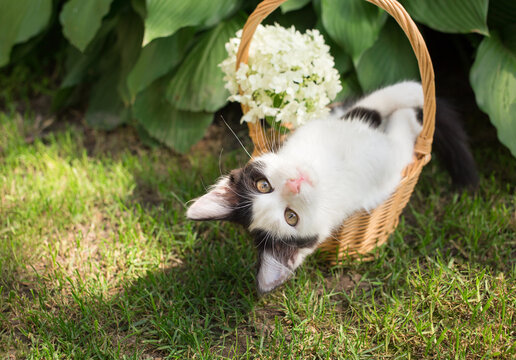 on a green lawn in the garden, a white hydrangea flower and a cute black and white kitten lies in a wicker basket upside down. Feline childhood, beautiful postcards, harmony of nature. Favorite pet