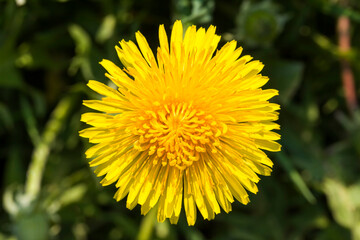 photo of yellow dandelions