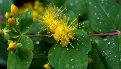 Blüten im Juli 2021, nach dem Regen. Hypericum