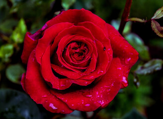 Bl&uuml;ten im Juli 2021, nach dem Regen. Rote Rosen
