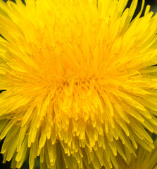 yellow beautiful dandelions
