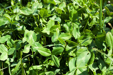 clover without flowers