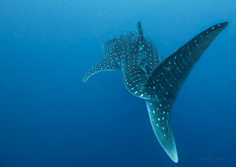  tubarão-baleia 
Whale shark