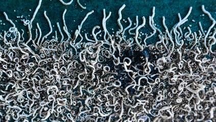 Dried microorganisms on the hull of the yacht, close-up.