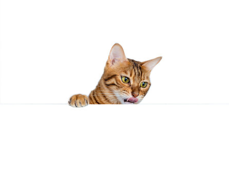 Bengal cat peeking out from behind a banner isolated on white background