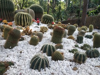 cactus in garden