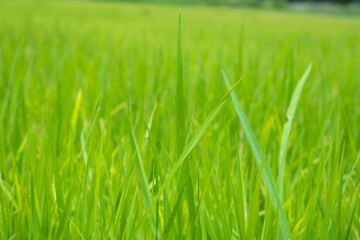 green grass background