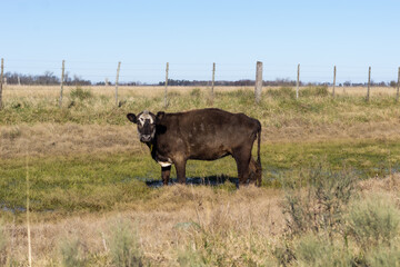cow in the middle of the field, cattle, Argentine meats