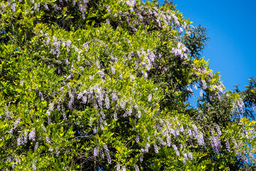 Purple wisterias, Chinese or Japanese wisterias against the blue sky in the Adler Arboretum 