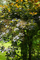 Young purple leaves of Cotinus coggygria Royal Purple (Rhus cotinus, European smoky tree) with flowers on blurred background of greenery of garden. Selective focus. Nature concept for design.