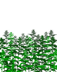 Nettle - thickets of stinging grass on white - herbal background - wild herbs for natural design