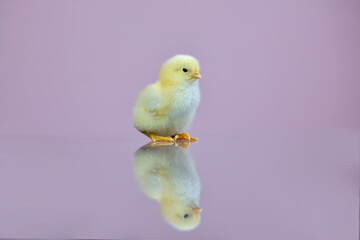 Isolated portrait of a small fluffy, just-born yellow chicken on a lilac background with a reflection on the table. Broiler chicken chick