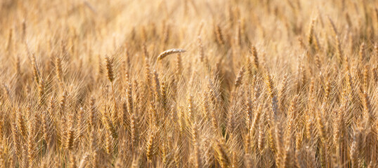 French yellow wheat field close up in  the summer on a sunny day