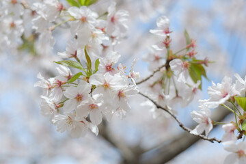 cherry blossoms in Fukuoka, Japan