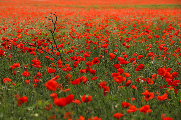 Obraz premium Red poppies in field. Image vith selective focus.