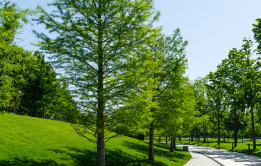 Fototapeta na wymiar Alley of Bald Cypress Taxodium Distichum (swamp, white-cypress, gulf or tidewater red cypress) in public landscape city Park Krasnodar or 'Galitsky park' in sunny spring 2021.