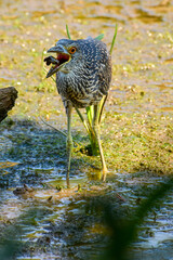 A Juvenile Black-crowned Night Heron tries to eat a one clawed crab at Kenilworth Aquatic Gardens in Washington DC.
