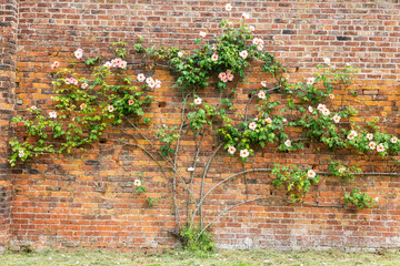 Large espaliered pink rose trained against old brick wall.