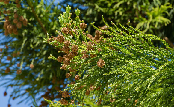 Close-up of cones and flowers Japanese Sugi pine (Cryptomeria Japonica) or Cupressus japonica. Japanese cedar or redwood grows in public landscaped city park 'Krasnodar' or 'Galitsky' in spring 2021