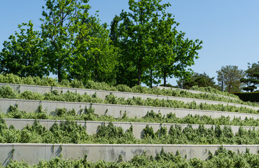 Decorative terraces with Euonymus fortunei 'Emerald Gaiety' with variegated green and white leaves....